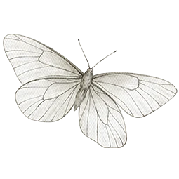 Schmetterling